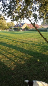 our paddock